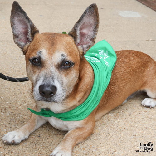 Tobby, an adoptable Chihuahua in Washington, DC