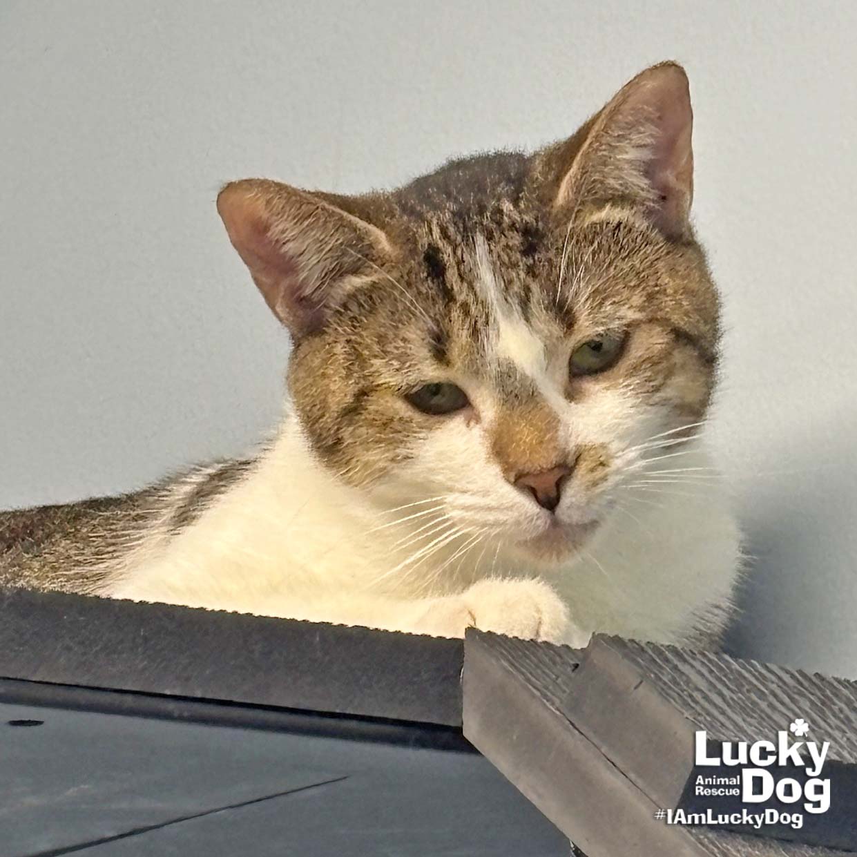 Renata, photo 2
