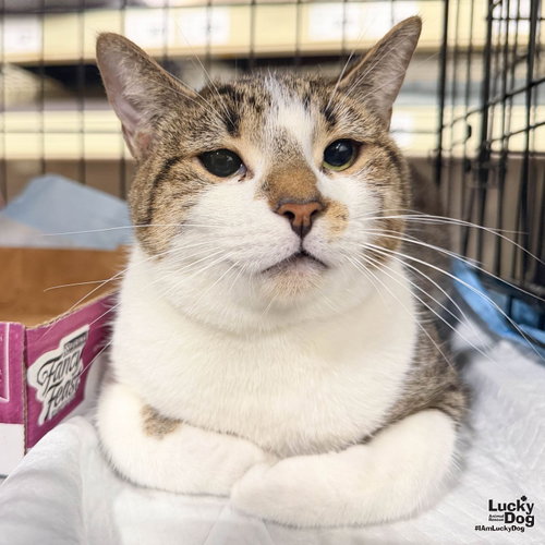 Renata, a cat for adoption from Lucky Dog Animal Rescue