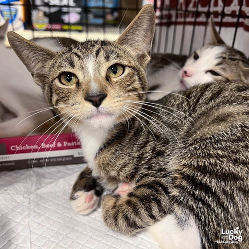 Tiny Rolo, a cat for adoption from Lucky Dog Animal Rescue