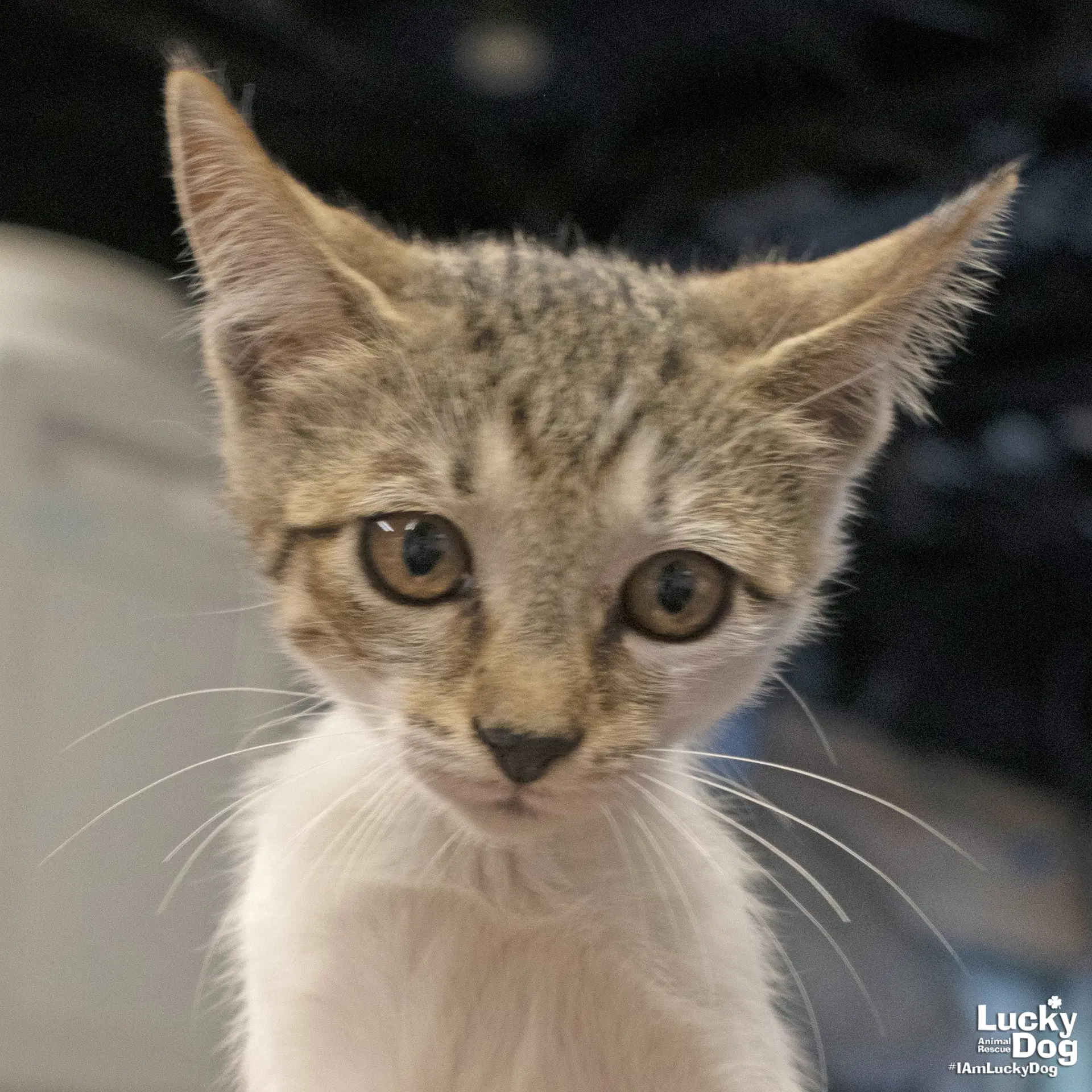 Tiny Kit Kat - Domestic Short Hair
