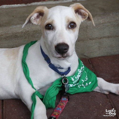 Mr. Huckleberry, an adoptable Labrador Retriever in Washington, DC
