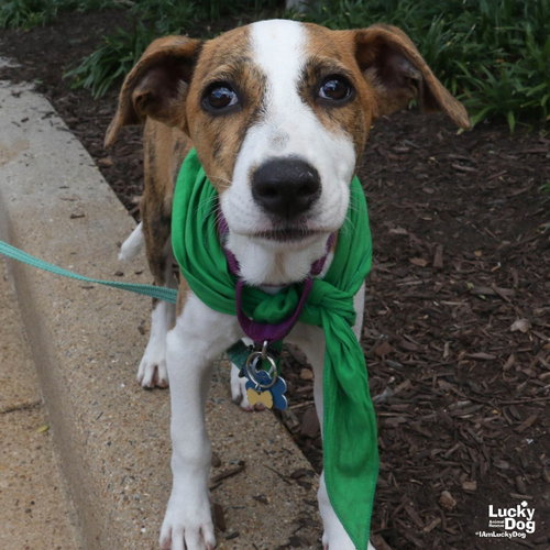 Ms. Samira, an adoptable Labrador Retriever in Washington, DC