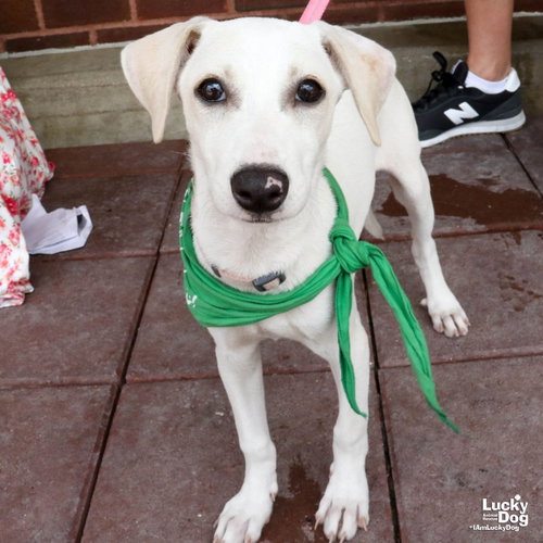 Ms. Mel, an adoptable Labrador Retriever in Washington, DC