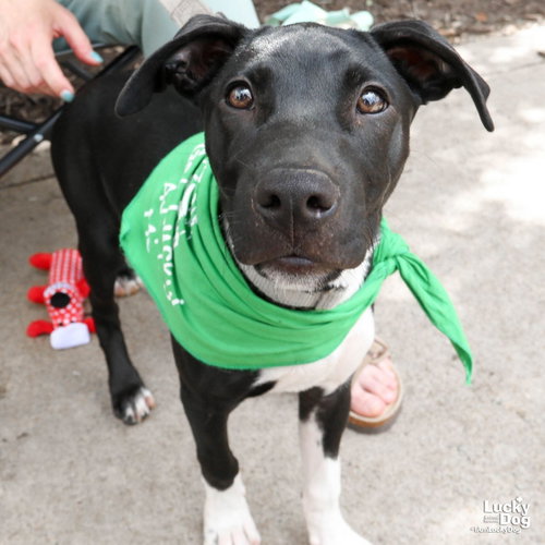 Lil Boots, an adoptable Retriever in Washington, DC