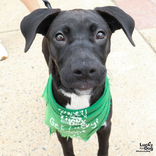 Lil Mimi, an adoptable Retriever in Washington, DC