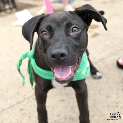Lil Nila, an adoptable Retriever in Washington, DC