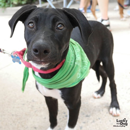 Lil Zhuri, an adoptable Retriever in Washington, DC