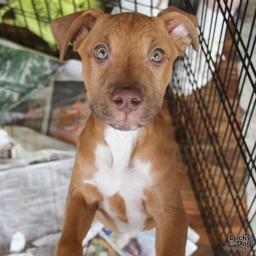 Pirate, an adoptable Terrier in Washington, DC