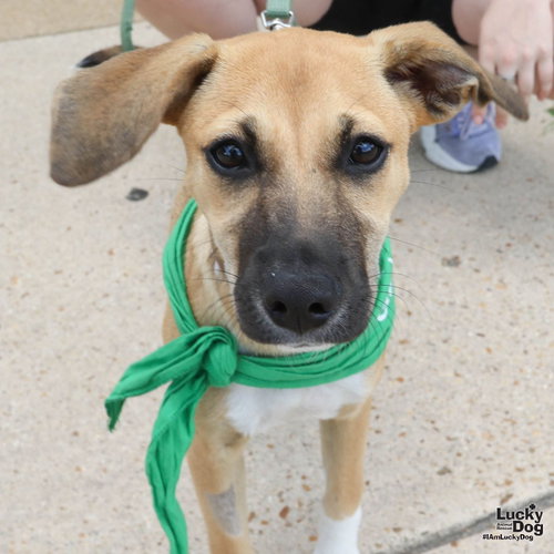 Dora, an adoptable Labrador Retriever in Washington, DC