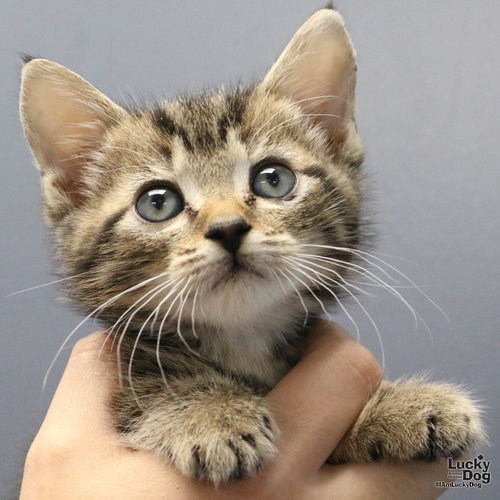 Isgette, an adoptable Domestic Short Hair in Washington, DC