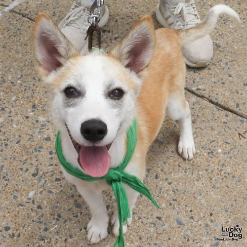 Giana, an adoptable Shepherd in Washington, DC