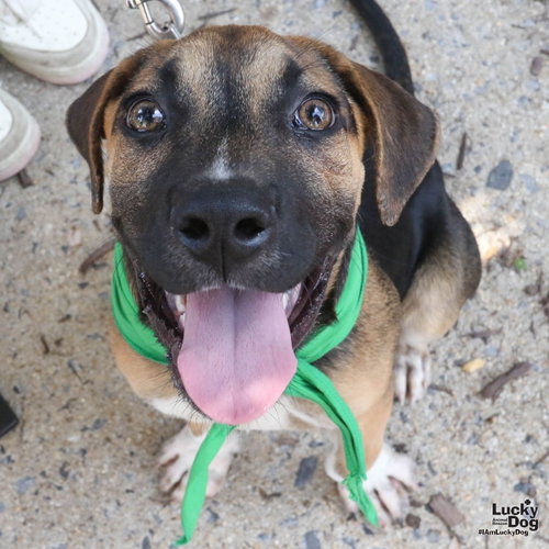 Layton, an adoptable Shepherd in Washington, DC