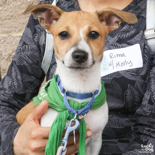 Mollie, an adoptable Terrier in Washington, DC