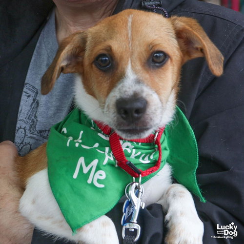 Mickey, an adoptable Terrier in Washington, DC