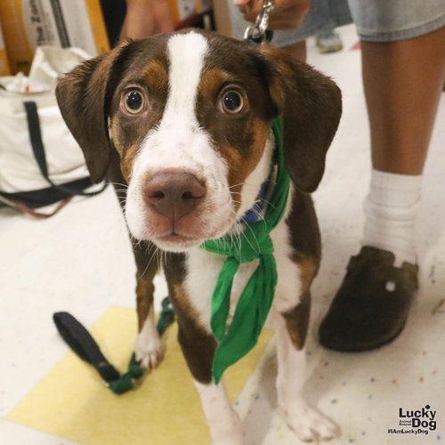 Tree, an adoptable Hound in Washington, DC
