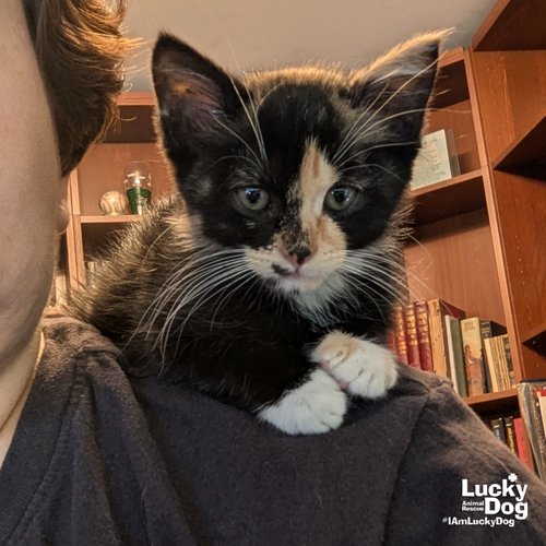 Trinket, Baby Domestic Short Hair / Mixed (short coat), cat for adoption in Annapolis, Maryland