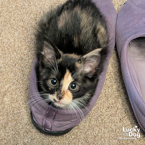 Trinket, Baby Domestic Short Hair / Mixed (short coat), cat for adoption in Manassas, Virginia