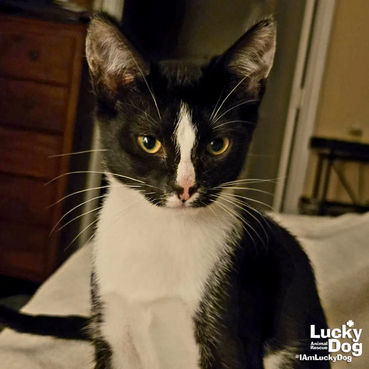 Scully - Domestic Short Hair