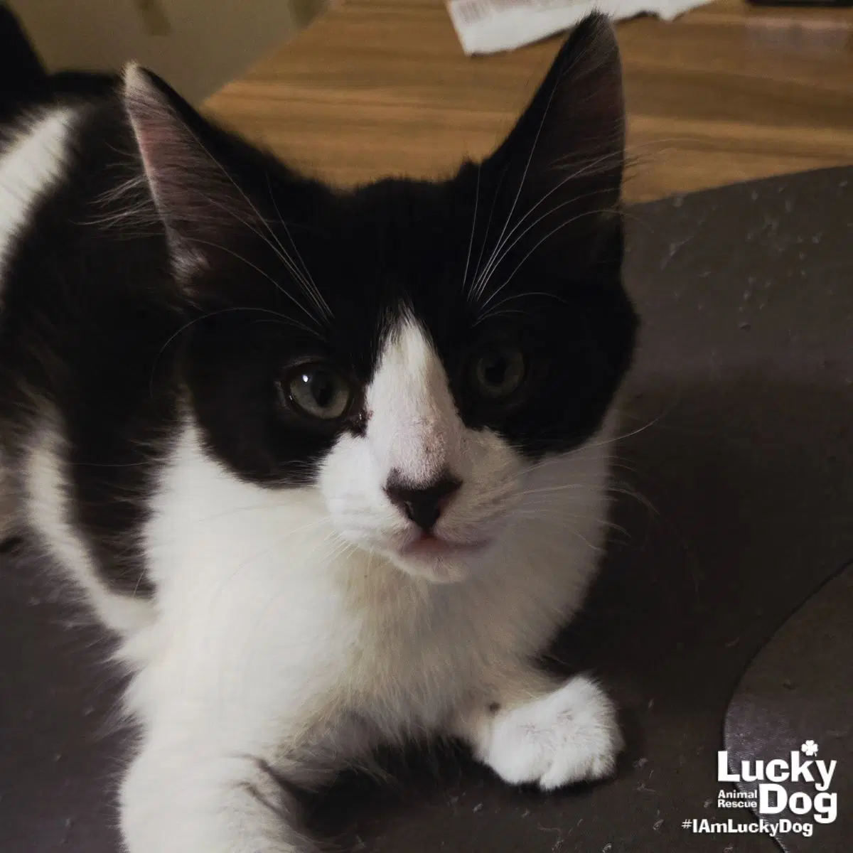 Sullivan - Domestic Short Hair