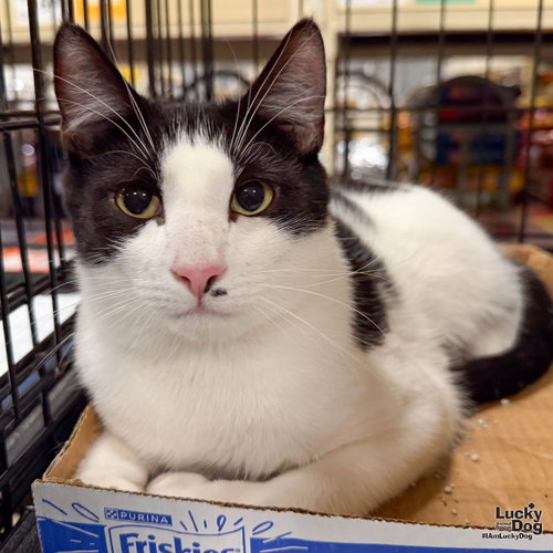 Shaw, a cat for adoption from Lucky Dog Animal Rescue