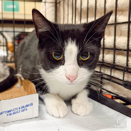Sagan, a cat for adoption from Lucky Dog Animal Rescue