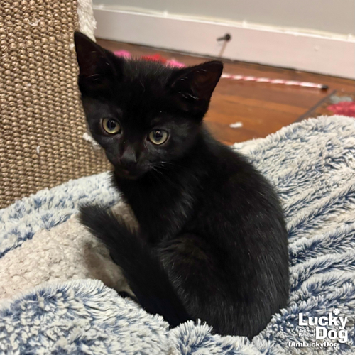 Clara, Baby Domestic Short Hair / Mixed (short coat), cat for adoption in Annapolis, Maryland