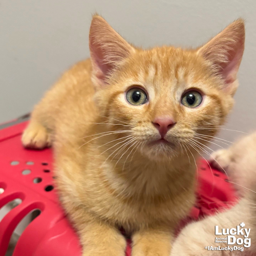 Cillian, Baby Domestic Short Hair / Mixed (short coat), cat for adoption in Annapolis, Maryland