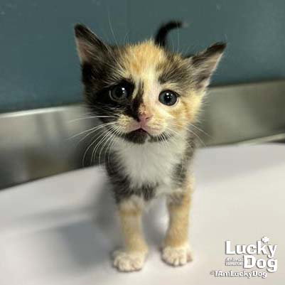 Bitty Lily