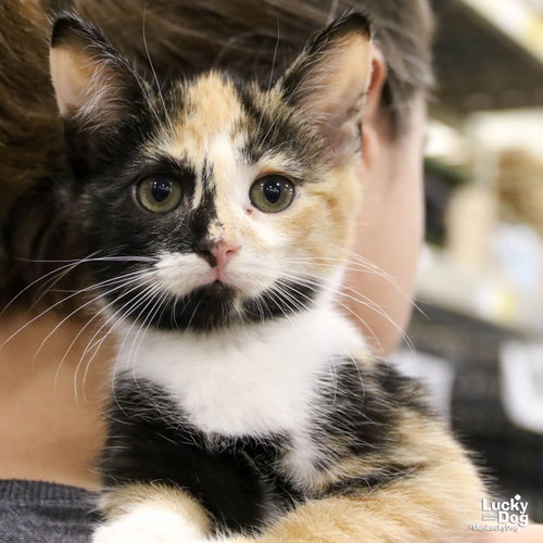 Bitty Lily, Baby Domestic Short Hair / Mixed (short coat), cat for adoption in Manassas, Virginia