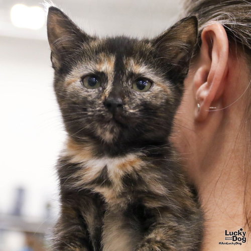 Bitty Poppy, Baby Domestic Short Hair / Mixed (short coat), cat for adoption in Manassas, Virginia