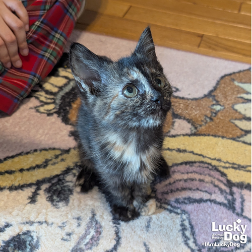 Bitty Poppy photo 3