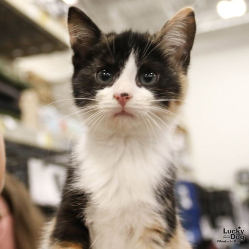 Bitty Jasmine, Baby Domestic Short Hair / Mixed (short coat), cat for adoption in Manassas, Virginia