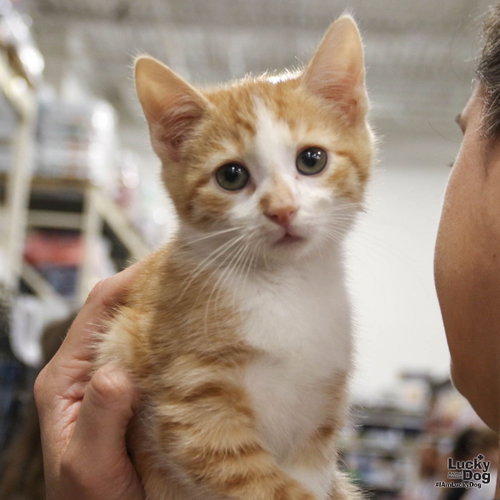 Bitty Orion, Baby Domestic Short Hair / Mixed (short coat), cat for adoption in Manassas, Virginia