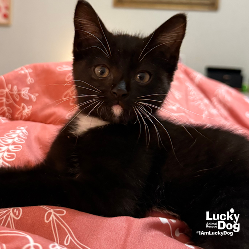 Pawley, Baby Domestic Short Hair / Mixed (short coat), cat for adoption in Manassas, Virginia
