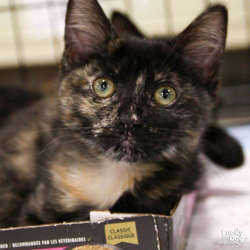 Aconda, Baby Domestic Short Hair / Mixed (short coat), cat for adoption in Manassas, Virginia