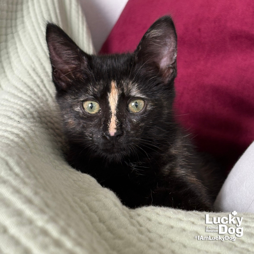 Addie, Baby Domestic Short Hair / Mixed (short coat), cat for adoption in Manassas, Virginia