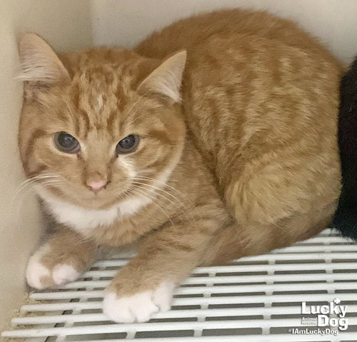 TEST CAT Ginger