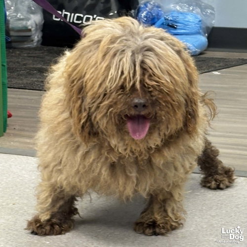 Yeti