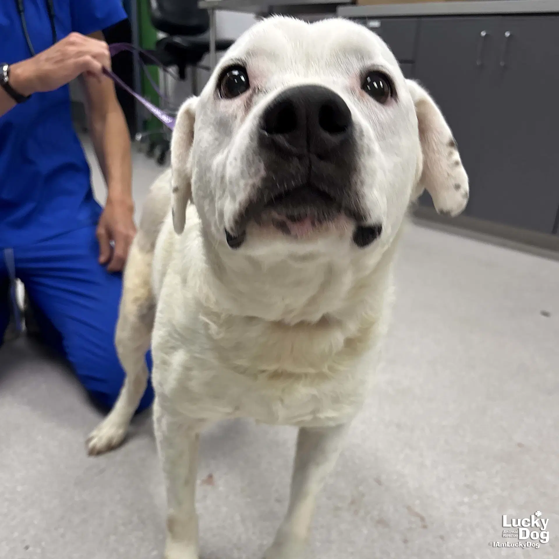 Moe - Labrador Retriever