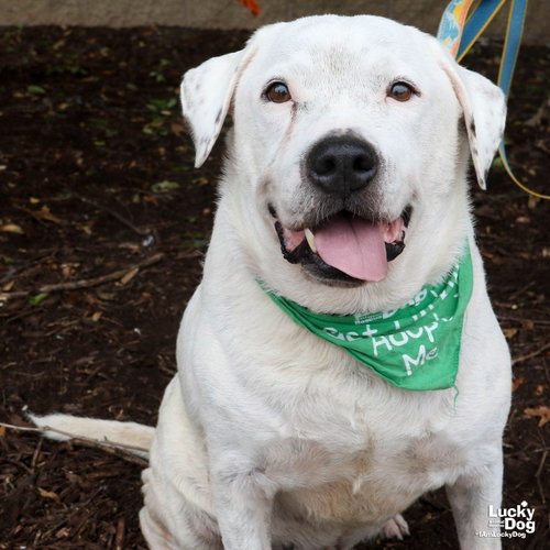 Moe, a dog for adoption from Lucky Dog Animal Rescue