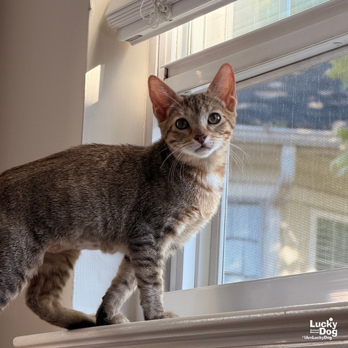 Raina, Baby Domestic Short Hair / Mixed (short coat), cat for adoption in Annapolis, Maryland