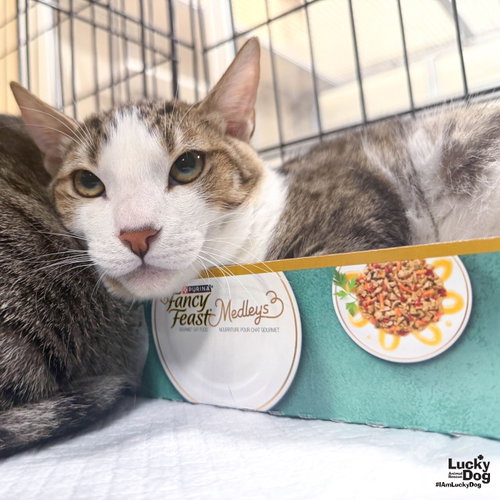 Rio, a cat for adoption from Lucky Dog Animal Rescue