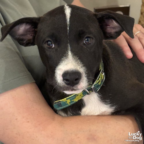 Jackson, an adoptable Labrador Retriever in Washington, DC