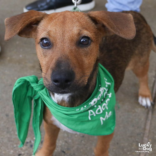 Wanda Wonka, an adoptable Labrador Retriever in Washington, DC