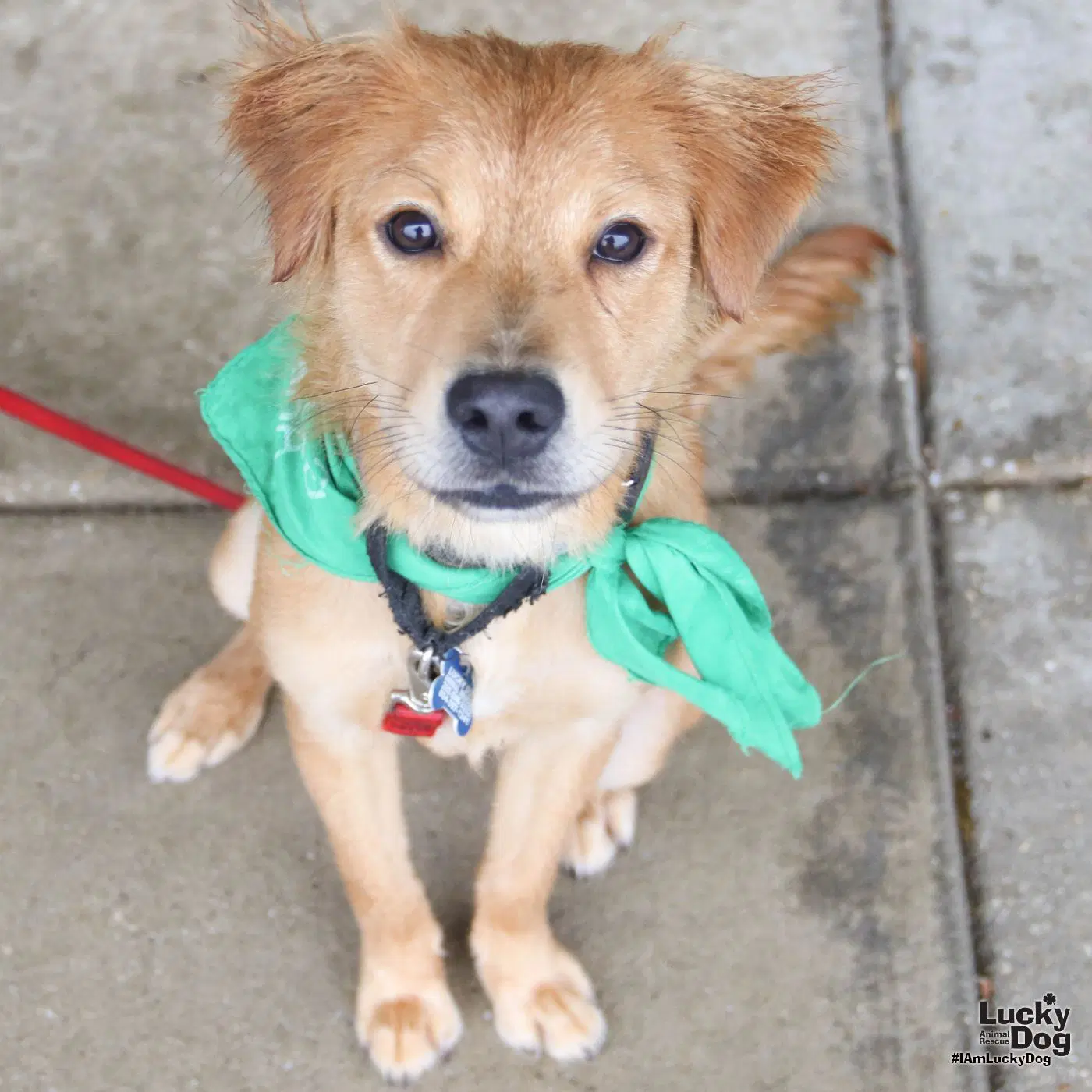 Willy Wonka - Lab mix