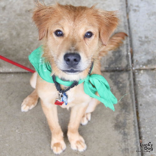 Willy Wonka, a Labrador Retriever / Mixed dog for adoption in Washington, DC, photo 1 of 4