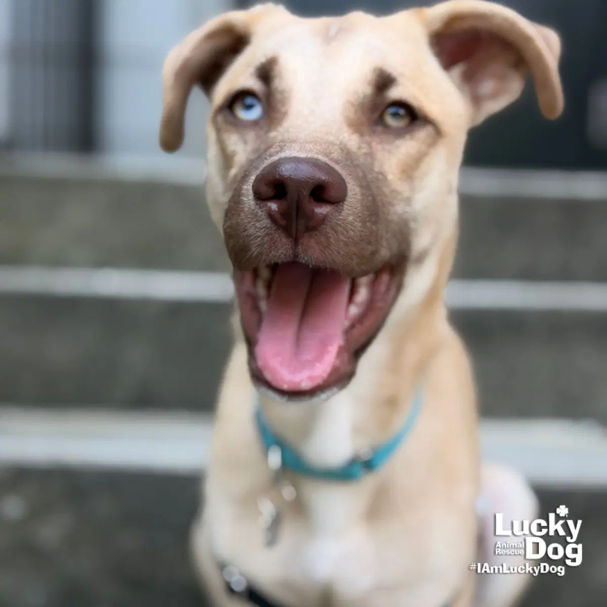 Summer - Lab mix