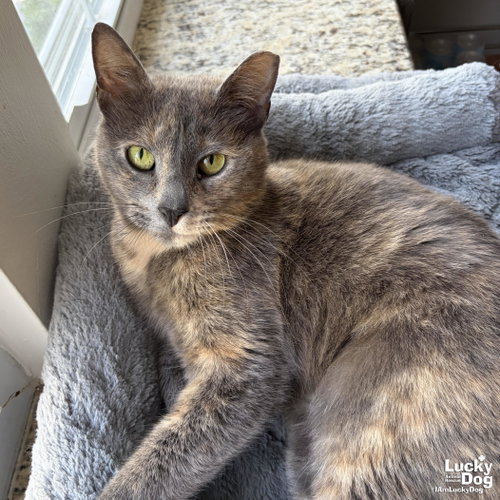 Penny, Adult Domestic Short Hair / Mixed (short coat), cat for adoption in Manassas, Virginia