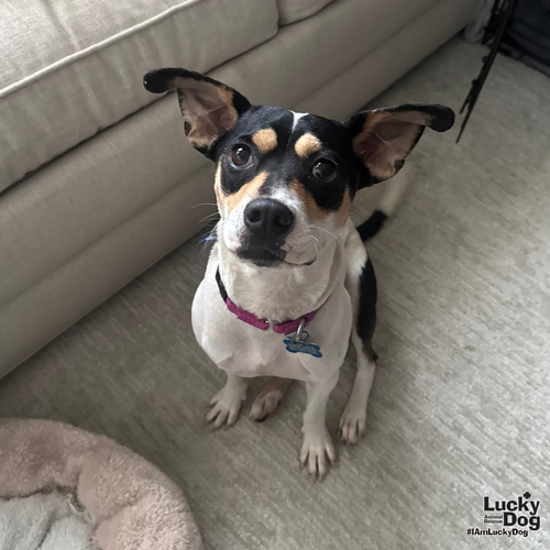 Alba, an adoptable Beagle in Washington, DC